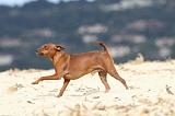 PINSCHER NAIN 023